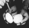 Mezi obě vejce se vloží tkáň z dalšího vejce, aby se vytvořil tkáňový můstek mezi dvěma krevními oběhy. Všechny obr. laskavě poskytl syn Jiří Hašek; převzato z práce prasynovce M. Haška Michaela Havlíka (1998)