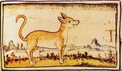 Aztécký xoloitzcuintli – mexický naháč v Obecné historii věcí království Nové Španělsko z 16. stol., převzato v souladu s podmínkami využití 