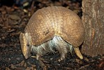 Pásovec kulovitý (Tolypeutes matacus), Zoo Plzeň. Foto M. Sloviak