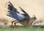 Seriema rudozobá (Cariama cristata), Brazílie, Serra da Canastra.  Foto Z. Hašek