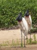 Čáp jabiru (Jabiru mycteria), Brazílie, Pantanal. Foto Z. Hašek