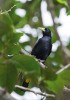 Vlhovec žlutokostřecový (Cacicus cela), Venezuela. Foto Z. Hašek