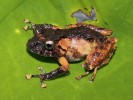 Bezblanka Pristimantis ashaninka z oblasti Pui Pui v peruánských Andách popsaná v r. 2017 a pojmenovaná  podle kmene Asháninka. Foto J. Moravec
