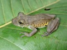 Rosnivka iquitoská (Scinax iquitorum) z peruánské Amazonie popsaná v r. 2009 má jméno podle indiánů Iquito. Foto J. Moravec