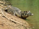 Kajman yakaré (Caiman yacare)  žije od východní Bolívie a jižní Brazílie po severní Argentinu. Foto J. Moravec 