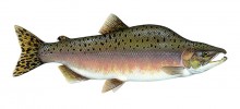 Losos gorbuša (Oncorhynchus  gorbuscha). Orig. T. Knepp.  Převzato z Wikimedia Commons v souladu s podmínkami použití