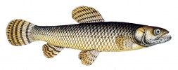 Trahir malabarský (Hoplias malabaricus). Orig. J. F. Hennig z knihy  M. E. Blocha a kol. (1795–97)