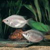 Mladé ryby zelené i xantorické formy. Ze snímku pořízeného v prodejně je zjevné, že již dlouho nedostaly živý plankton a byly krmeny nevhodnou potravou (obvykle nitěnky). Foto J. Eliáš
