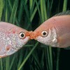 Čichavec líbající (Helostoma temminkii). Dotýkání se tlamou představuje spíše neagresivní projevy rivality. Foto J. Eliáš