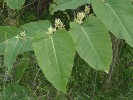 Zavlečená křídlatka sachalinská (Reynoutria sachalinensis). A. Jírová in R. J. Vašut, M. Duchoslav a M. Dančák (eds.): Reynoutria sachalinensis. Portál české flóry [online]. [22.8.2018]. Dostupné z http://flora.upol.cz/fotogalerie/info/8036-Reynoutria-sachalinensis.html