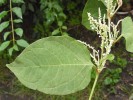 Křídlatka česká (Reynoutria xbohemica), kříženec k. japonské a k. sachalinské popsaný z České republiky. B. Trávníček in R. J. Vašut, M. Duchoslav a M. Dančák (eds.): Reynoutria xbohemica. Portál české flóry [online]. [22.8.2018]. Dostupné z http://flora.upol.cz/fotogalerie/info/8037-Reynoutria-bohemica.html