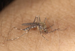  Samice komára japonského (Aedes japonicus). Foto Š. Zeman