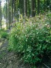 Od řek netýkavka žláznatá proniká postupně do přilehlých lesů. Foto H. Skálová