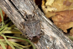 Kněžice mramorovaná (Halyomorpha halys) byla v ČR poprvé zjištěna v r. 2018 a jejích nálezů přibývá. Foto Z. Laštůvka