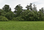  V dlouhodobém vývoji jsou pak v břehových porostech olše nahrazovány rychle se šířícími vrbami (Salix spp.). Lomnice, Mirotice (2023). Foto K. Černý