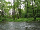 Divoká Orlice u Sopotnice.  Pobřežní porosty a lužní lesy v nivách řek slouží měkkýšům v dnešní fragmentované krajině jako jedny z posledních  přírodních útočišť. Foto  J. Horáčková