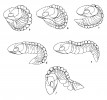 Součástí monografie o phacopidních trilobitech byla i studie způsobů stáčení trilobita Reedops bronni ze spodního devonu (stupně pragu) z oblasti  Barrandienu. Orig. I. Chlupáč (1977)