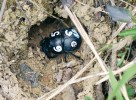 Označená samice chrobáka révového (Lethrus apterus) u své nory. Foto D. Král