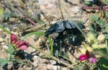 Samice chrobáka Lethrus brachiicollis  ze severozápadního Turecka vleče  potravu do nory. Foto P. Šípek