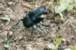 Samec Lethrus brachiicollis ve výstražném postoji. Foto P. Šípek