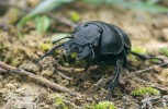 Samec chrobáka révového (Lethrus apterus). Během stavby  a zásobování mateřské nory hlídá samec  chrobáka družku, aby zabránil cizím samcům v páření a ochránil tak svou rodičovskou  investici.  Ke vzájemným  půtkám slouží samcům výrůstky na spodní  straně kusadel. Foto P. Šípek