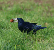 Havran polní (Corvus frugilegus) s oblibou sbírá plody ořešáku královského (Juglans regia). Mnoho si jich schovají a už nevyzvednou, a tak se ořešáky postupně šíří v naší krajině. Jde o jeden z příkladů činnosti, kdy krkavcovití i někteří jiní ptáci mění okolní prostředí. Foto L. Praus