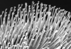 Podobně jako u plazů funguje suchá adheze u mnohých zástupců hmyzu a pavoukovců. Detail koncové části chodidla mouchy domácí (Musca domestica) s adhezivním polštářkem  tvořeným množstvím chloupků se zploštělým zakončením. SEM. Foto J. Bulantová