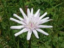 Schopnost vytvářet hustá květenství dosáhla dokonalosti u čeledi hvězdnicovitých (Asteraceae). Hadí mord růžový (Scorzonera rosea). Foto M. Štech