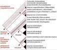  Vzájemné vztahy hlavních skupin současných krytosemenných rostlin. Originál M. Štech, upraveno podle: Angio­sperm Phylogeny Group