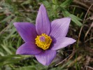 Čeleď pryskyřníkovitých (Ranunculaceae) překvapí diverzitou květů: koniklec velkokvětý  (Pulsatilla grandis). Foto M. Štech