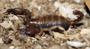 Štír kýlnatý (Euscorpius tergestinus) se ve svém přirozeném areálu vyskytuje v Chorvatsku (jako jedinec na snímku), Slovinsku a okrajově v severovýchodní Itálii a jihovýchodním Rakousku. Občas bývá zavlečen nebo vysazován i jinde. Foto J. Lukavský