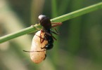 Mravenec otročící (Formica fusca). Eurytopní (bez vyhraněných nároků  na prostředí), v hierarchii dominance  podřízený druh. Foto P. Pech