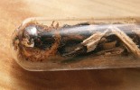 Drobný, rovněž eurytopní druh  Leptothorax acervorum, jehož kolonie se v zajetí bez nesnází vejde do zkumavky.  Foto P. Pech