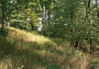 Atypická, reliktní lokalita mravence Lasius psammophilus v přírodní památce Kuřidlo u Strakonic (blíže v textu).  Po morfologické stránce se tento druh  od podobného, ale mnohem běžnějšího mravence obecného (L. niger) liší  především ochlupením.  Foto P. Pech