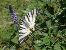 Otakárek ovocný (Iphiclides podalirius) na rozrazilu klasnatém (Veronica spicata). Strážiště (2012). Foto P. Zákravský
