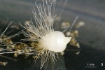 Čtyři měsíce starý protokorm evropského zástupce rodu prstnatec (Dactylo­rhiza sp.) pokrytý vlásky. Na apikálním konci (vpravo) je patrný růstový vrchol se založeným meristémem prýtu. Foto J. Ponert