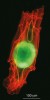 Zralé semeno kyperského tořiče Ophrys kotschyi ve fluorescenčním  mikroskopu. Zeleně se zobrazuje živé embryo a červeně odumřelé osemení. Foto J. Ponert