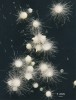 Tři měsíce staré protokormy jiho­evropského tořiče Ophrys bertoloniiformis pěstované in vitro v asymbiotické kultuře. Mykorhizní houba je zde nahrazena  kultivačním médiem. Foto J. Ponert