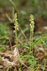 Kvetoucí smrkovník plazivý (Goodyera repens). Zatímco mladé semenáče jsou plně závislé na uhlíku od mykorhizních hub (mykoheterotrofie), dospělé rostliny předávají uhlík zpět mykorhizním houbám. Tento drobný druh je v České republice kriticky ohrožený. Foto J. Ponert