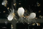 Protokormy –  útvary vyrůstající  ze semen – evropské terestrické orchideje  běloprstky bělavé  (Pseudorchis albida)  po 13 měsících od  výsevu s dobře patrnými  rhizoidy (vlášením)  a lysým apikálním  pólem. V pozadí  nevyklíčená semena. Rhizoidy slouží  ke zlepšení kontaktu mladé orchideje  s okolním prostředím. Na apikálním pólu se začíná formovat první meristém, ze kterého vyroste celé tělo rostliny. Protokormy na snímku pocházejí z umělé  laboratorní kultury,  kde byly mykorhizní houby nahrazeny  kultivačním médiem. Foto J. Ponert
