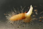 Osmiměsíční semenáč asijské zemní orchideje střevíčníkovce Paphiopedilum purpuratum. Z protokormu (naspodu) vyrostl prýt (stonek se základy listů mířící vzhůru) a na jeho bázi se vytvořil první hnědý kořen s dlouhými rhizoidy (vlášením) mířící doleva. Pod rostlinou jsou patrná nevyklíčená semena. Foto J. Ponert
