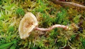 Plodnice šupinovky Henningsovy (Pholiota henningsii) vyrůstají z živých nebo odumírajících částí rašeliníku (Sphagnum). Foto J. Holec