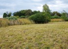 Lokalita u rybníka Řežabinec. Z plochy v popředí byl v rámci ochranářského managementu odstraněn rákos obecný (Phragmites australis). Šupinovka dokáže žít jak na pokosené ploše, tak ve vysokém porostu rákosu. V obou případech dominuje v podrostu rašeliník, spolu s druhy rašelinných luk zarůstajících rákosem. Foto J. Holec