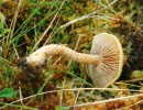Velmi charakteristickou hnědou barvu  dospělých lupenů  plodnice  šupinovky Henningsovy (Pholiota henningsii) způsobuje hnědý  pigment ve stěně výtrusů. Plodnice mají obvykle klobouk  o průměru 20–50 mm a třeň dlouhý 40–80 mm. Foto J. Holec