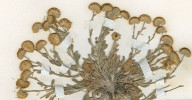 Turan Erigeron calvus – s největší pravděpodobností globálně vyhynulý druh nalezený naposledy v r. 1891 na úpatí pohoří Inyo v jižní Kalifornii. Herbářová položka. Foto M. Rejmánek