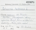 Poslední doklad slanorožce rozprostřeného (Salicornia prostrata) v České republice z r. 1976. Foto H. Galušková a P. Hubatka