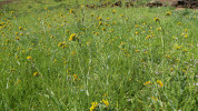Porost plevelné brutnákovité rostliny Amsinckia menziesii (Boraginaceae). 