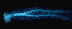 Pylové láčky s buněčnou stěnou obarvenou anilinovou modří prorůstají vodicími pletivy čnělky huseníčku rolního (Arabidopsis thaliana). Pozorováno pod fluorescenčním mikroskopem. Foto J. Fíla