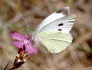 Nejčastějšími návštěvníky květů hvozdíku jsou motýli, např. bělásek  zelný (Pieris brassicae), kteří dlouhým  sosákem vyhledávají a sají nektar  z dlouhé korunní trubky. Foto J. Štenc