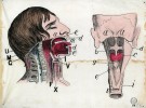 Didaktická tabule – řez hrtanem.  Londýn 1862. Ze sbírek,  archivu a knižního fondu Národního muzea – Náprstkova muzea asijských, afrických a amerických kultur